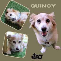 Quincy image 1