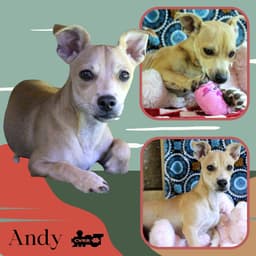 Andy Puppy image 1