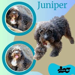 Juniper Ritzy image 1