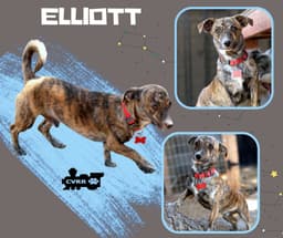 Ellott image 1
