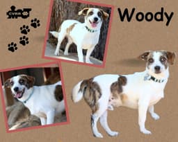Woody image 1