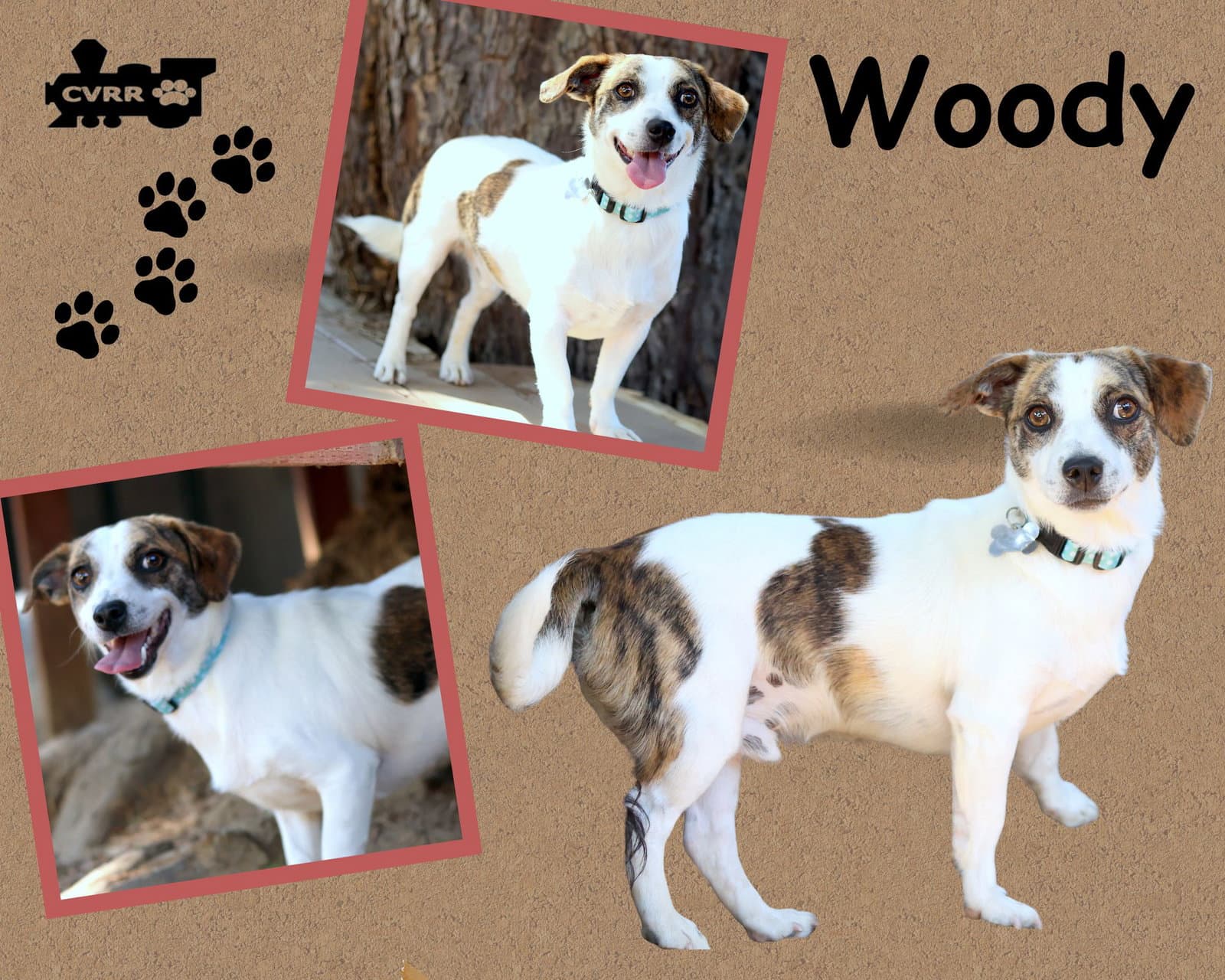 Woody - Jack Russell Terrier