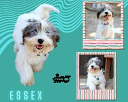 Essex Ritzy image 1