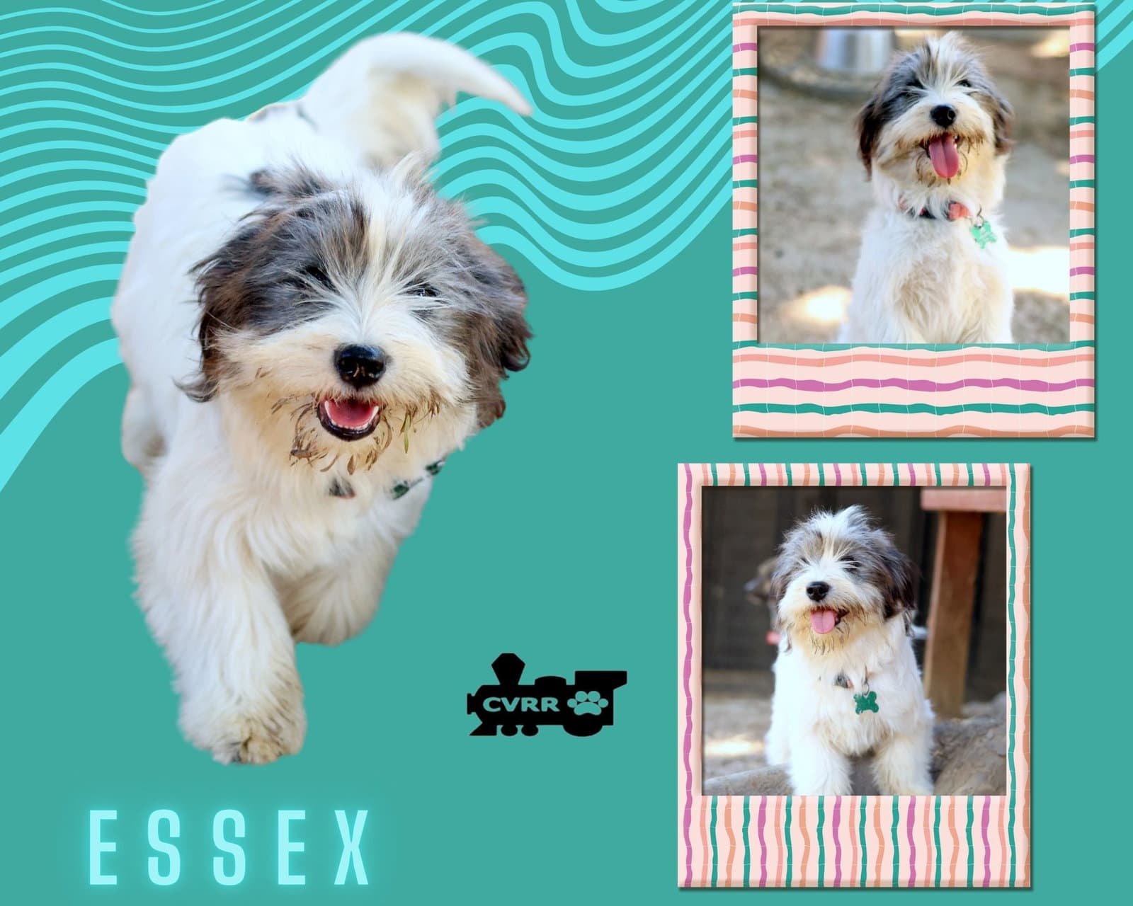 Essex Ritzy - Havanese