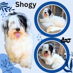 Shogy Ritzy image 1