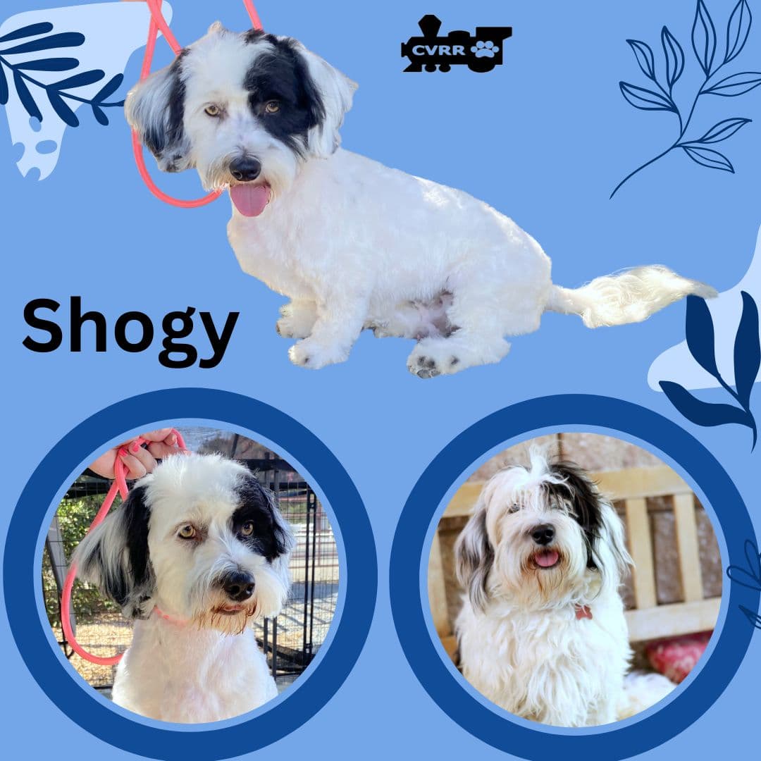 Shogy Ritzy - Lhasa Apso