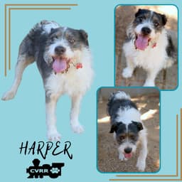 Harper image 1