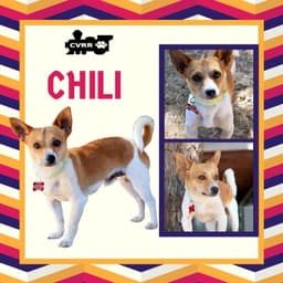 Chili image 1