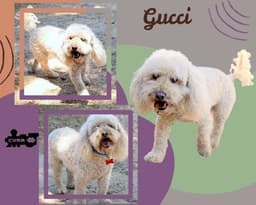 Gucci Ritzy image 1