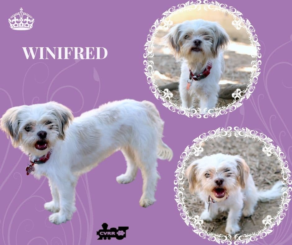 Winifred Ritzy - Shih Tzu