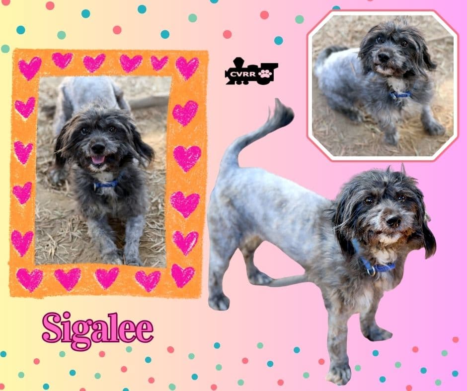 Sigalee Ritzy - Schnauzer
