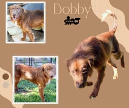 Dobby image 1