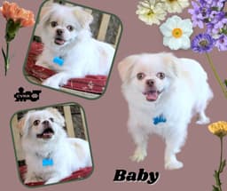Baby Ritzy image 1
