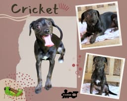Cricket Puppy image 1