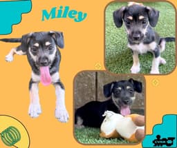 Miley Puppy image 1