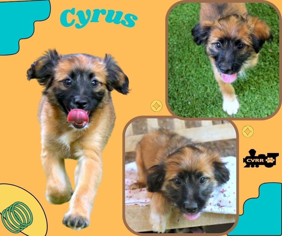 Cyrus Puppy - Terrier