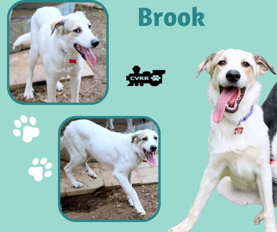 Brook - Retriever