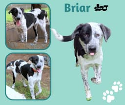 Briar image 1