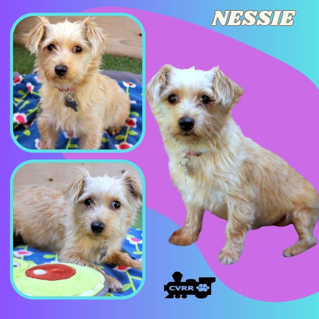 Nessie - Yorkshire Terrier Yorkie