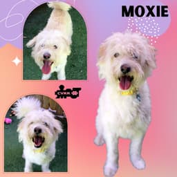 Moxie Ritzy image 1