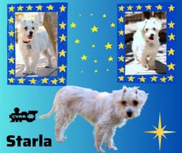 Starla image 1