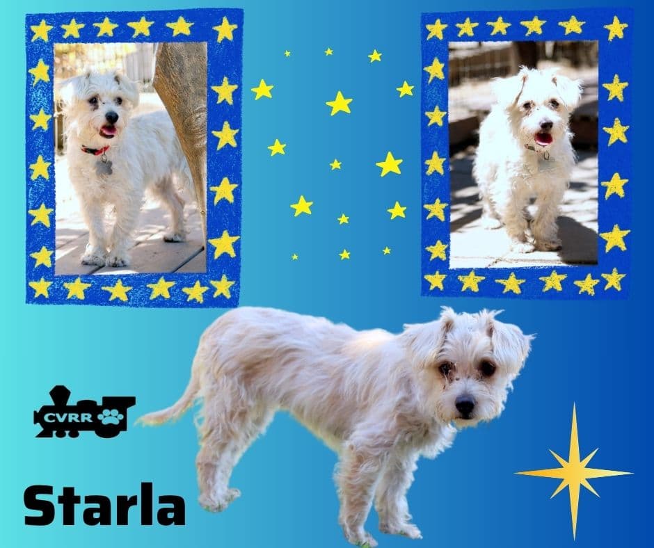 Starla - Silky Terrier