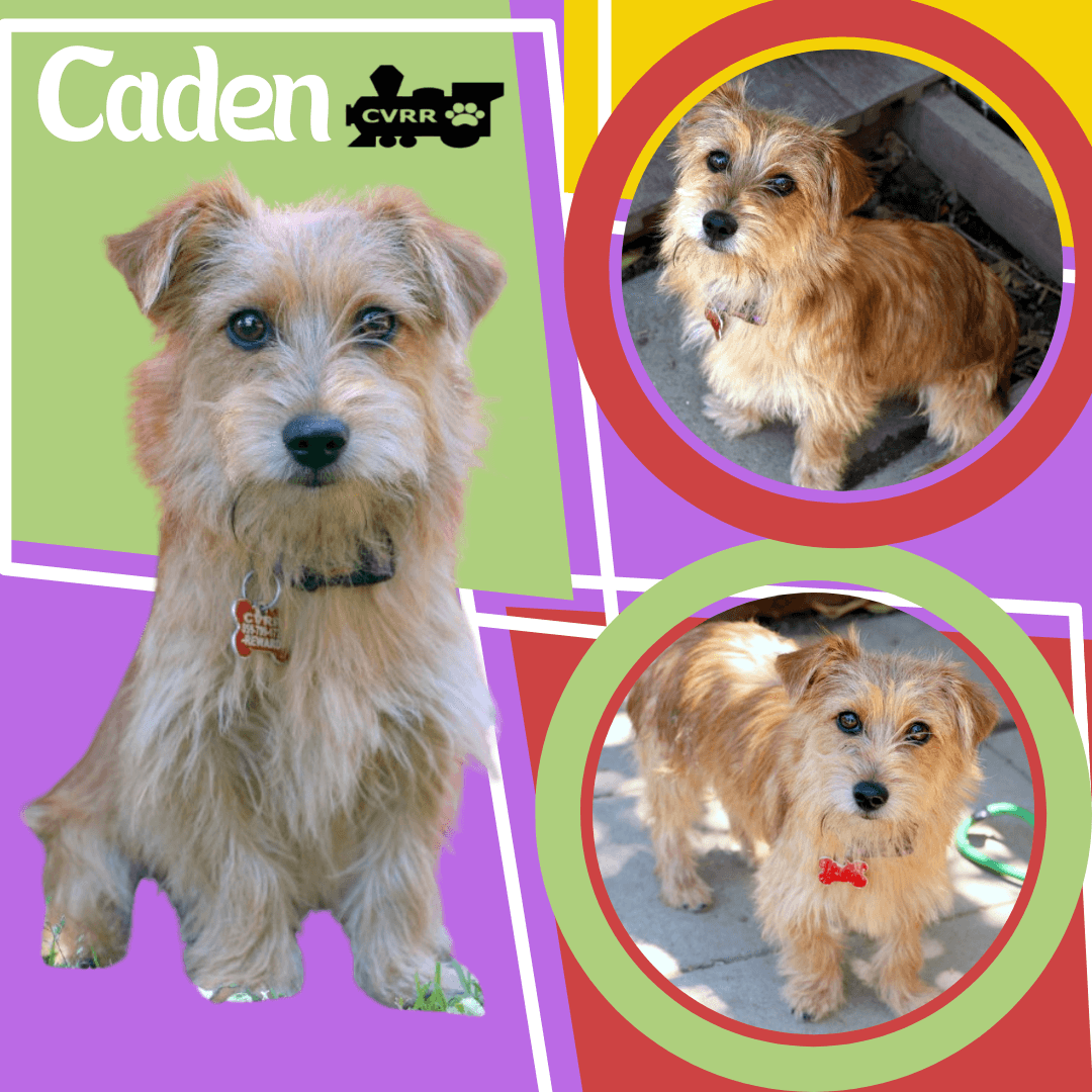Caden