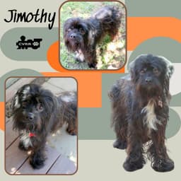 Jimothy image 1