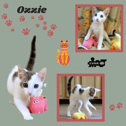 Ozzie Kitten image 1