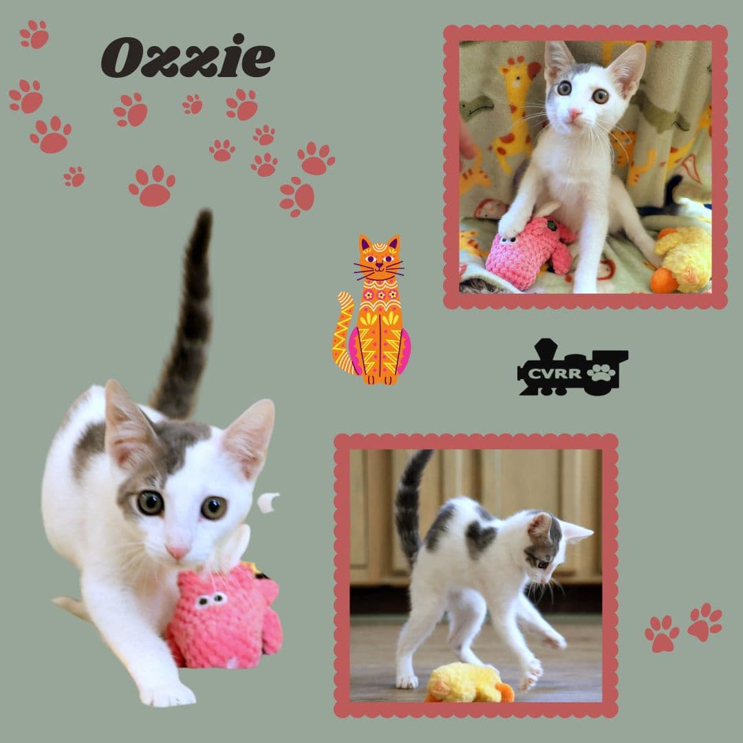Ozzie Kitten - Domestic Short Hair