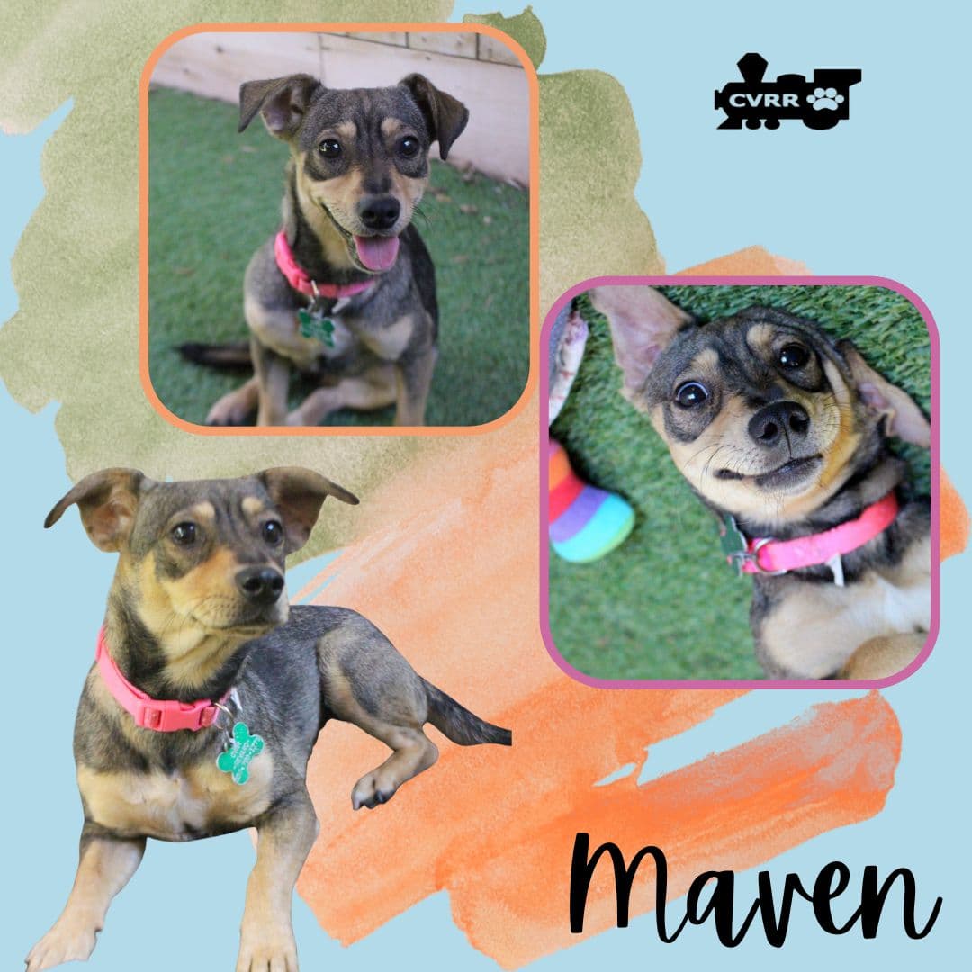 Maven - Dachshund
