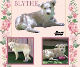Blythe image 1