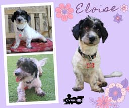 Eloise Ritzy image 1