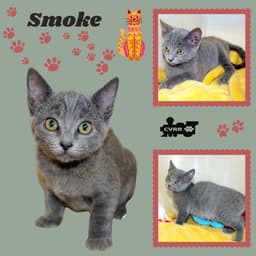 Smoke Kitten image 1