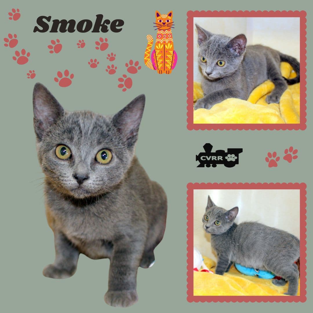 Smoke Kitten - Domestic Short Hair