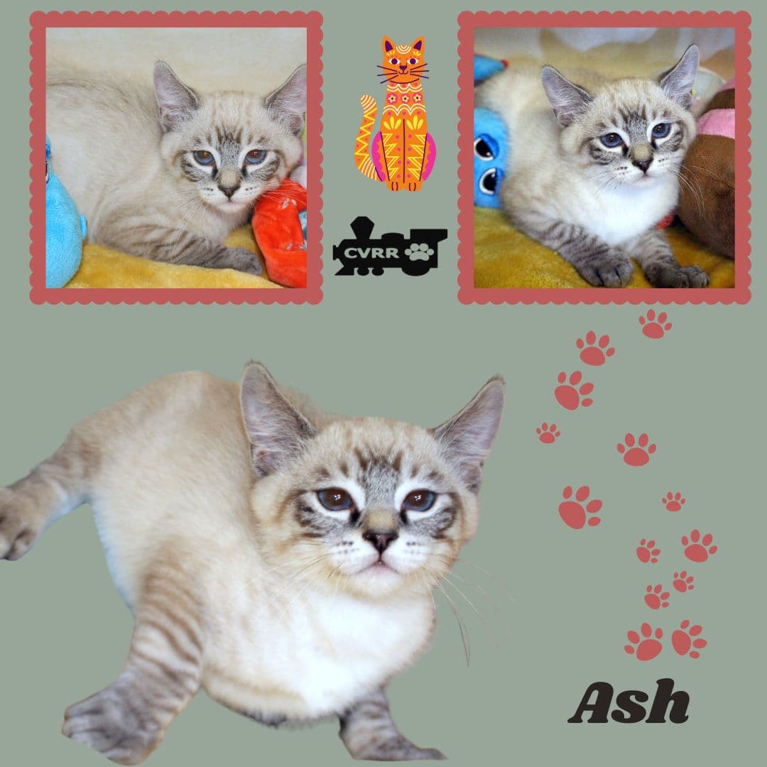 Ash Kitten - Siamese