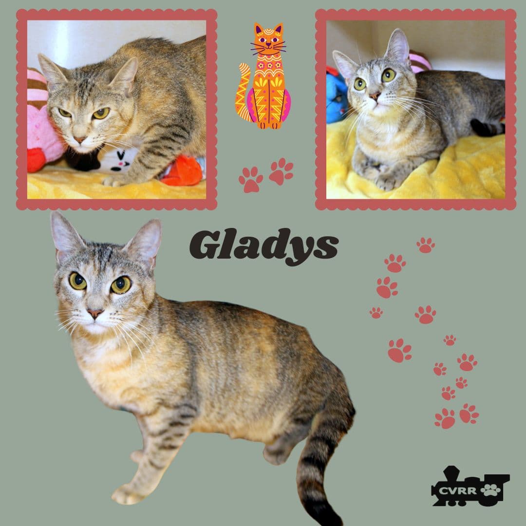 Gladys Cat - Tabby