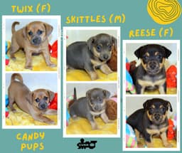 Candy Pups Puppy image 1