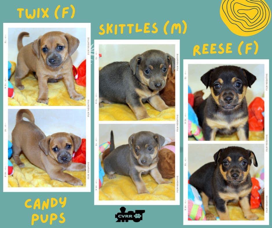 Candy Pups Puppy - Terrier
