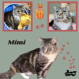 Mimi Cat image 1