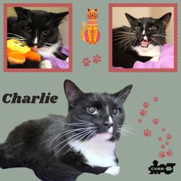 Charlie Cat image 1