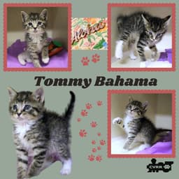 Tommy Bahama Kitten image 1