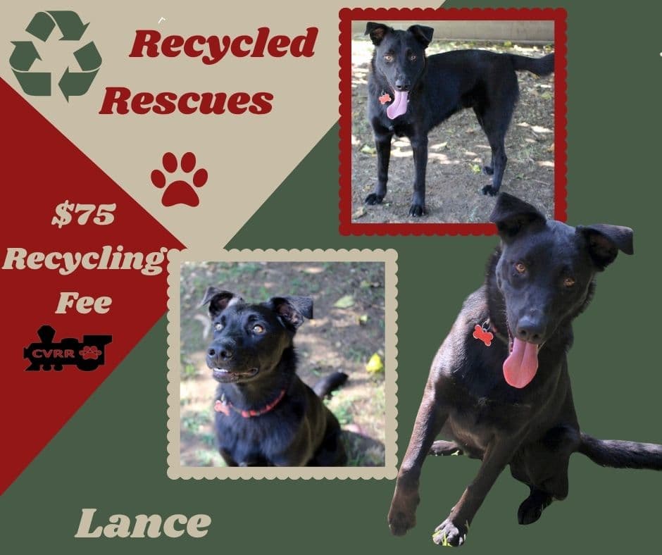 Lance Recycle - Border Collie