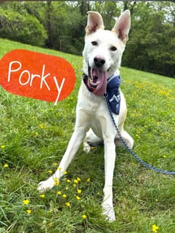Porky Pig image 1