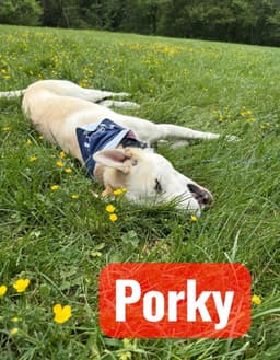 Porky Pig image 2