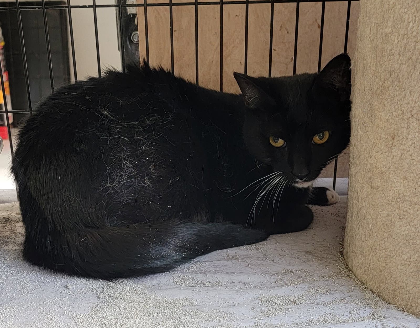 Socks - Domestic Short Hair