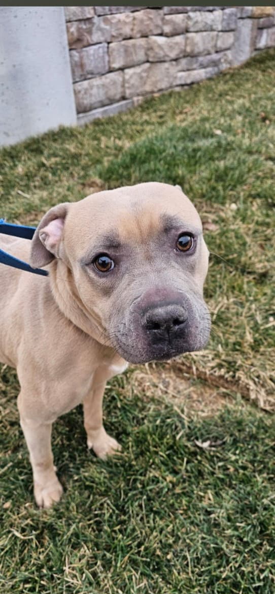 Wyntr - Pit Bull Terrier