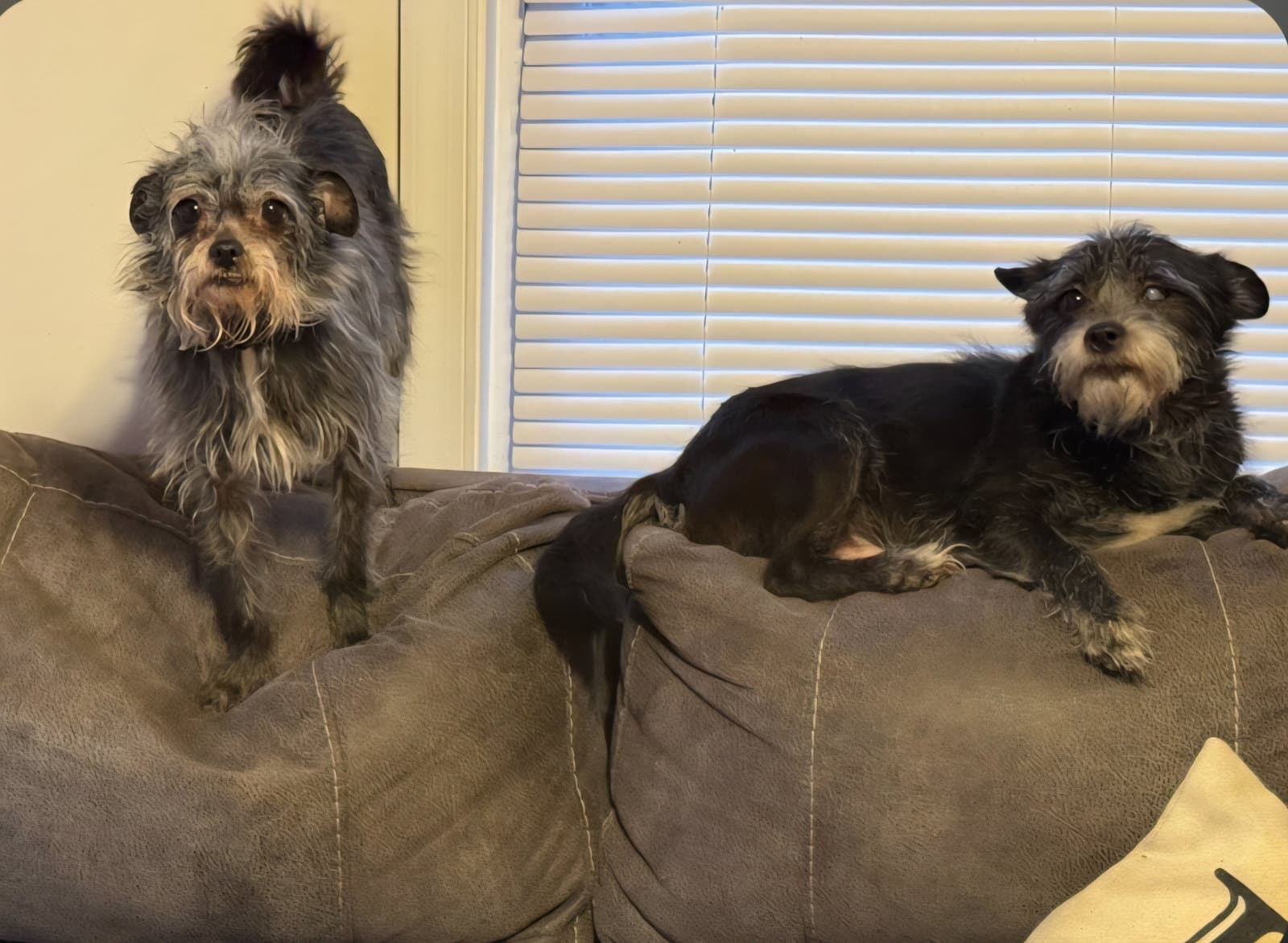 Fluffy And Raven - Yorkshire Terrier Yorkie