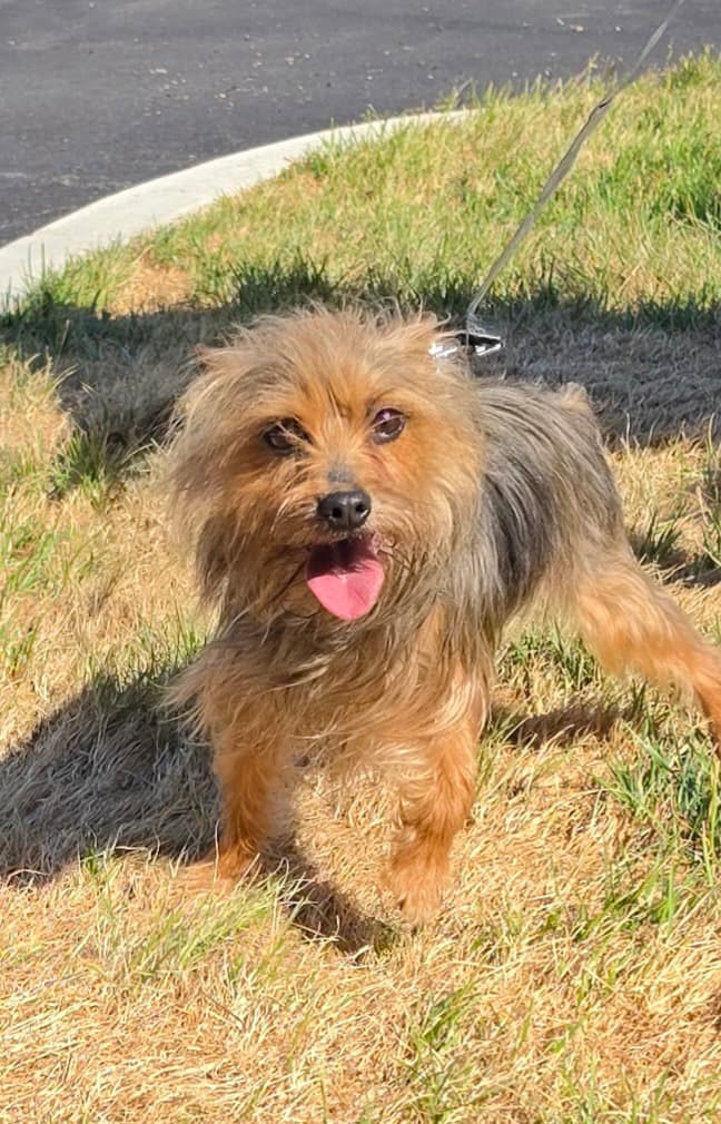 Chloe - Yorkshire Terrier Yorkie