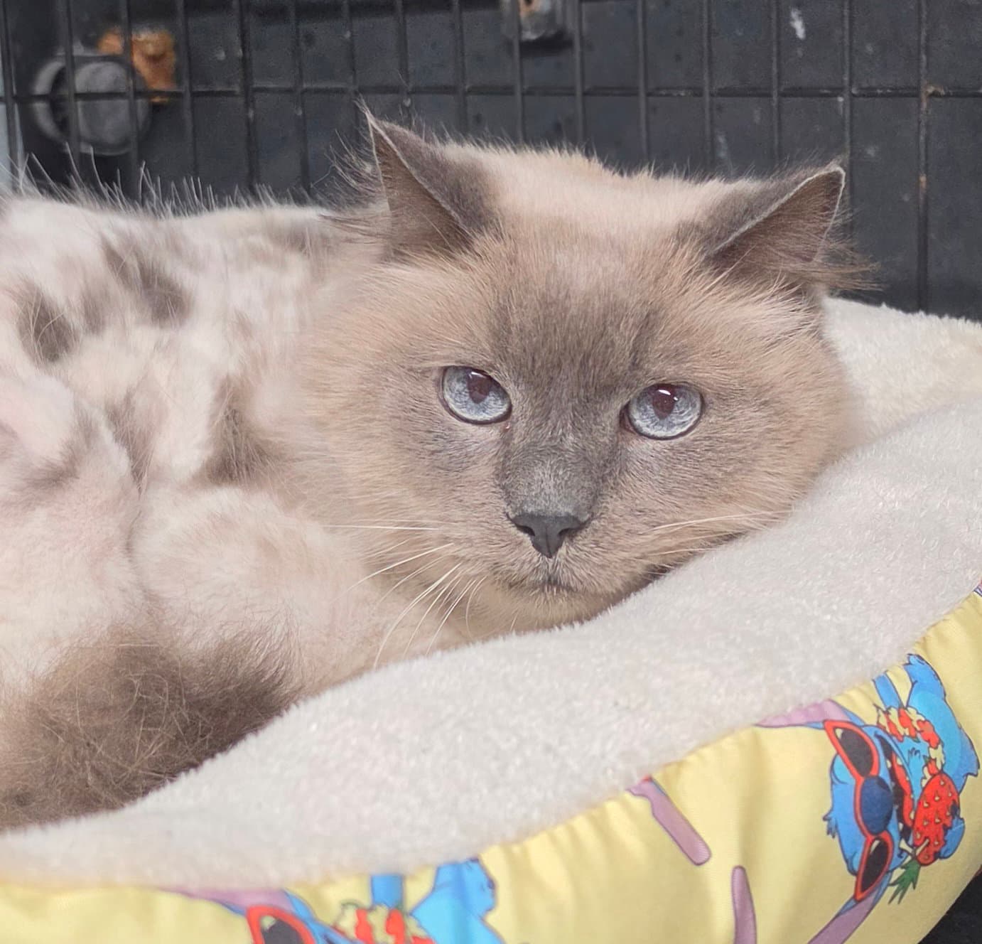 Moo Moo - Domestic Medium Hair